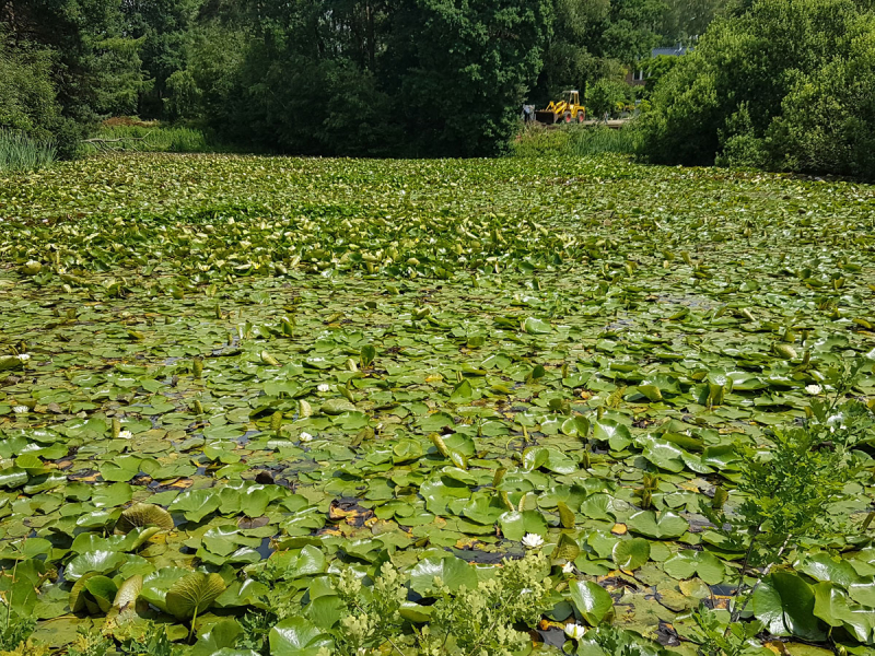 Preview: einheimische-weisse-Seerose-nymphaea-alba